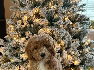 Miniature Poodle dogs for sale: Rocky - Ad 2