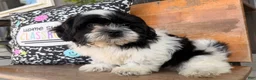 Shih Tzu dogs for sale: Shane Shih Tzu  - Ad 4