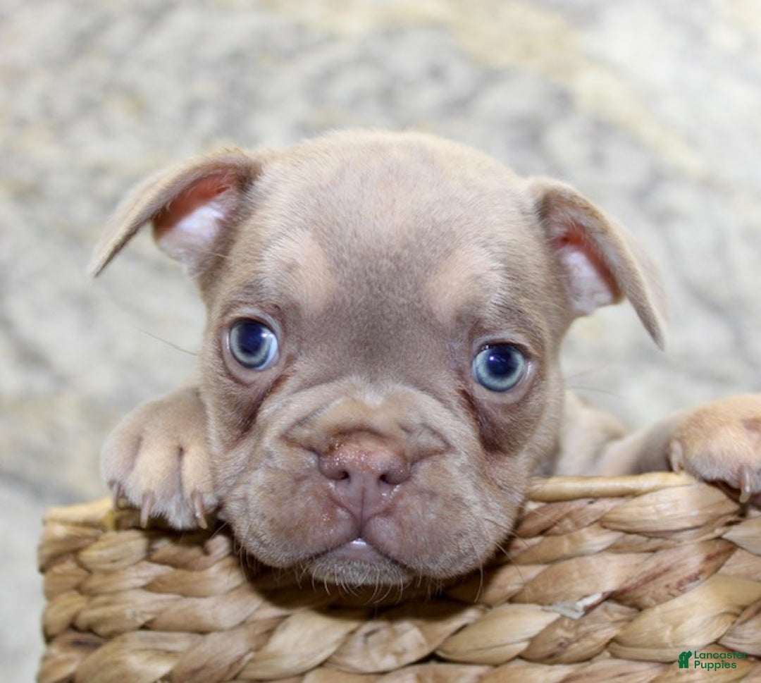 French Bulldog dogs for sale: Copper - Ad 2