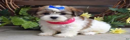 Teddy Bear dogs for sale: Iris - Ad 8