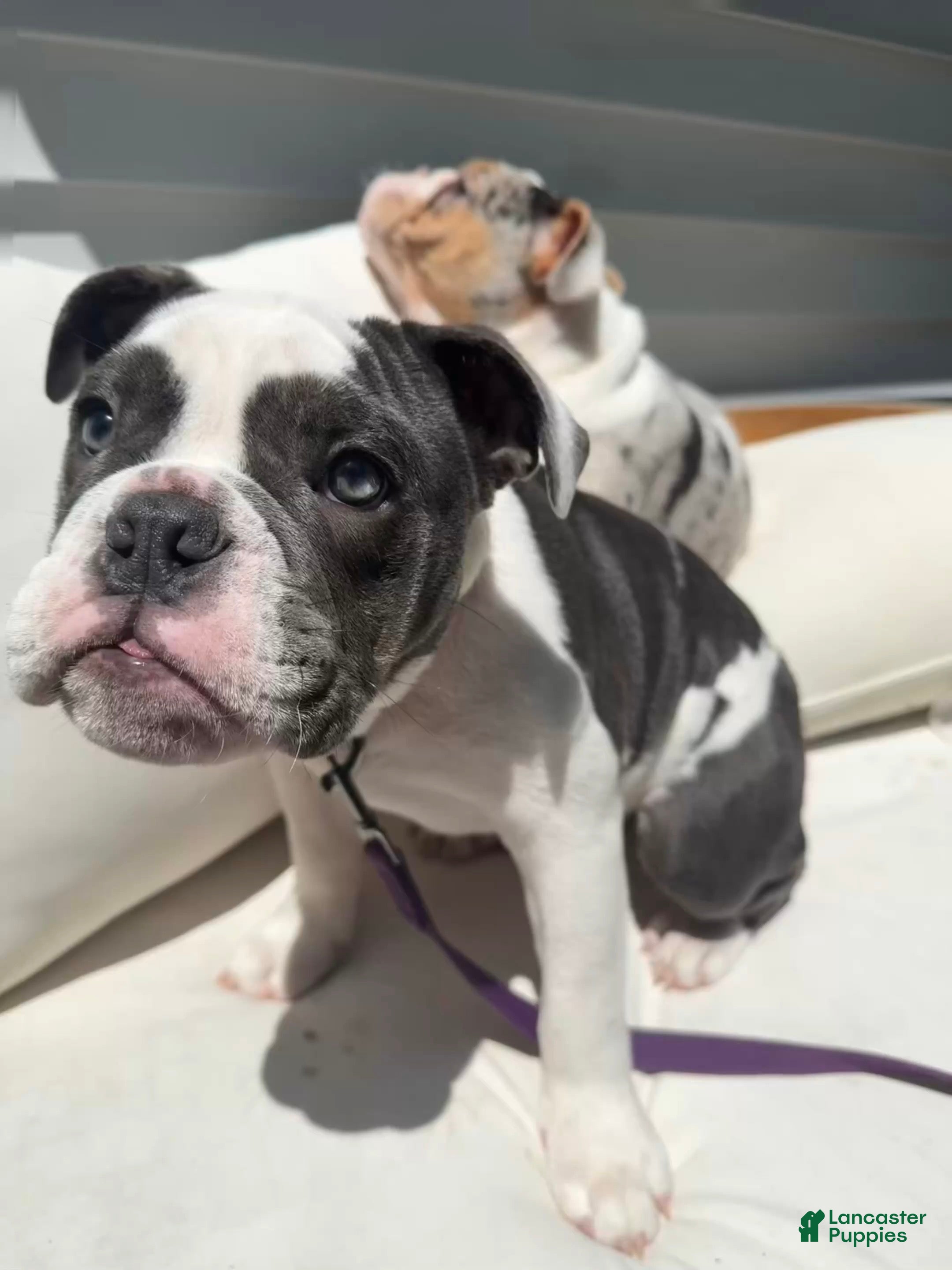 English Bulldog dogs Blue pied olde english bulldogge - Ad 1