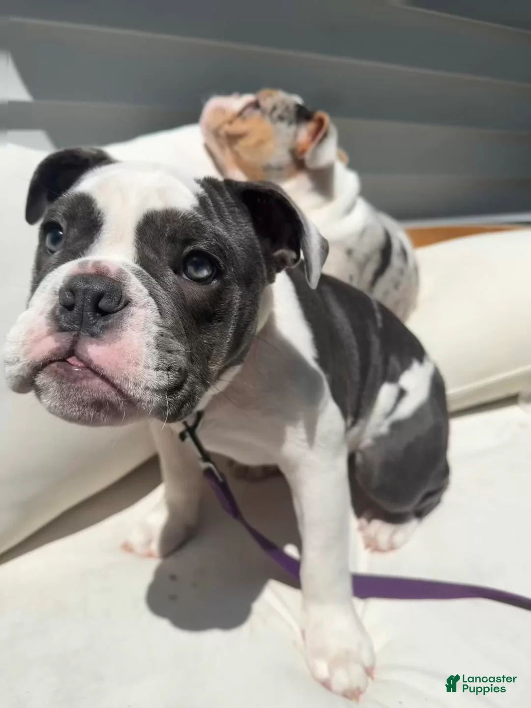 English Bulldog dogs for sale: Blue pied olde english bulldogge - Ad 1