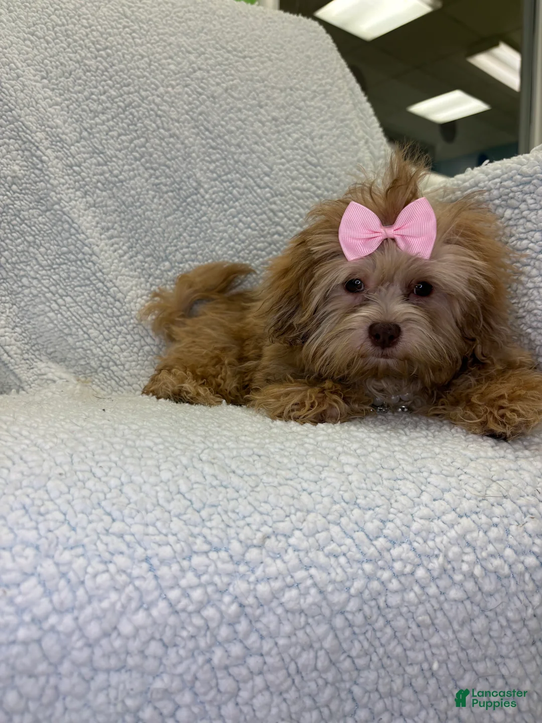 Shihpoo dogs for sale: Shihpoo 1 - Ad 1