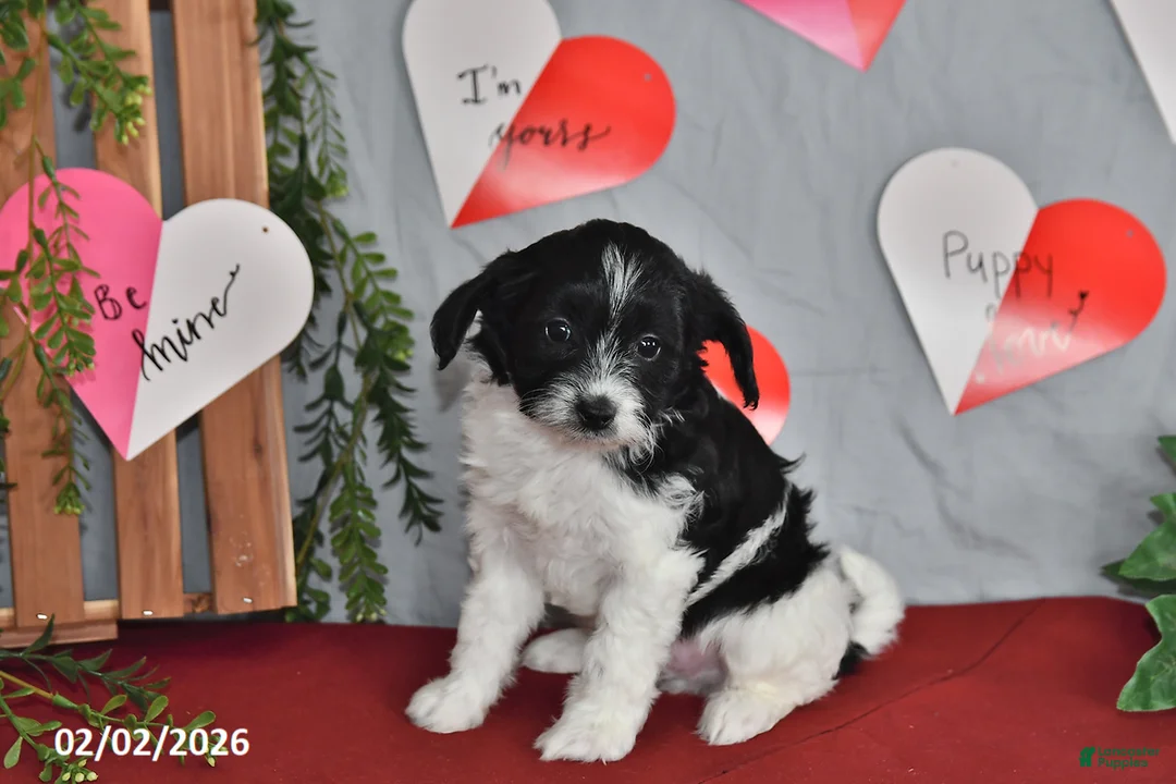 Mixed Breed dogs for sale: Apache - Ad 3