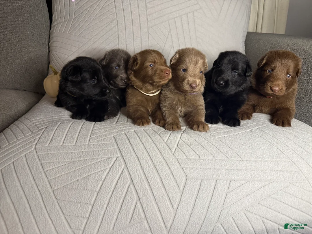 German Shepherd dogs for sale: Phoebe - Ad 6
