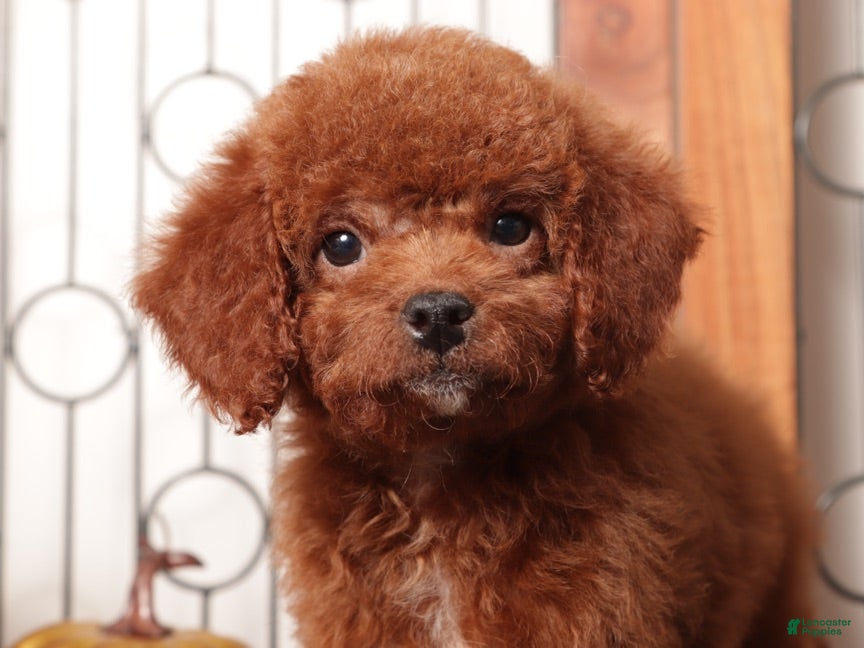 Mini Goldendoodle dogs Bonny - F1B Female Mini Goldendoodle  - Ad 25