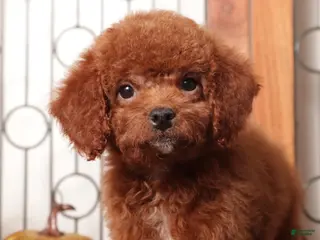 Mini Goldendoodle dogs Bonny - F1B Female Mini Goldendoodle - Ad 3