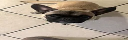 Frug dogs for sale: Frug 1 - Ad 2
