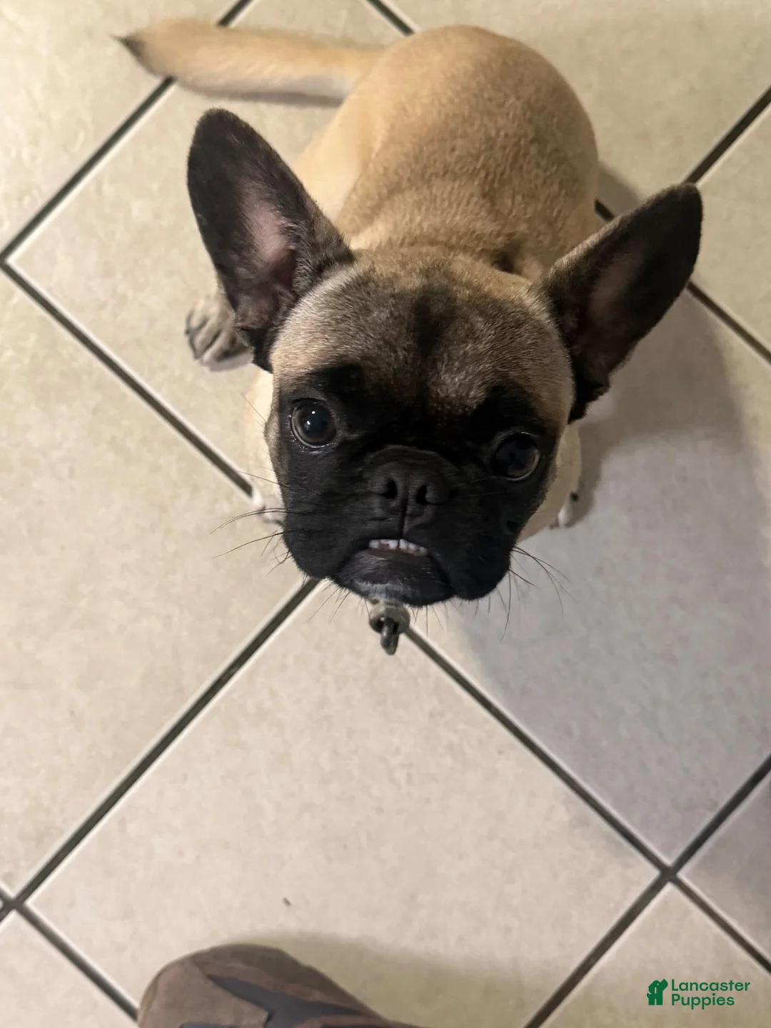Frug dogs for sale: Frug 1 - Ad 2