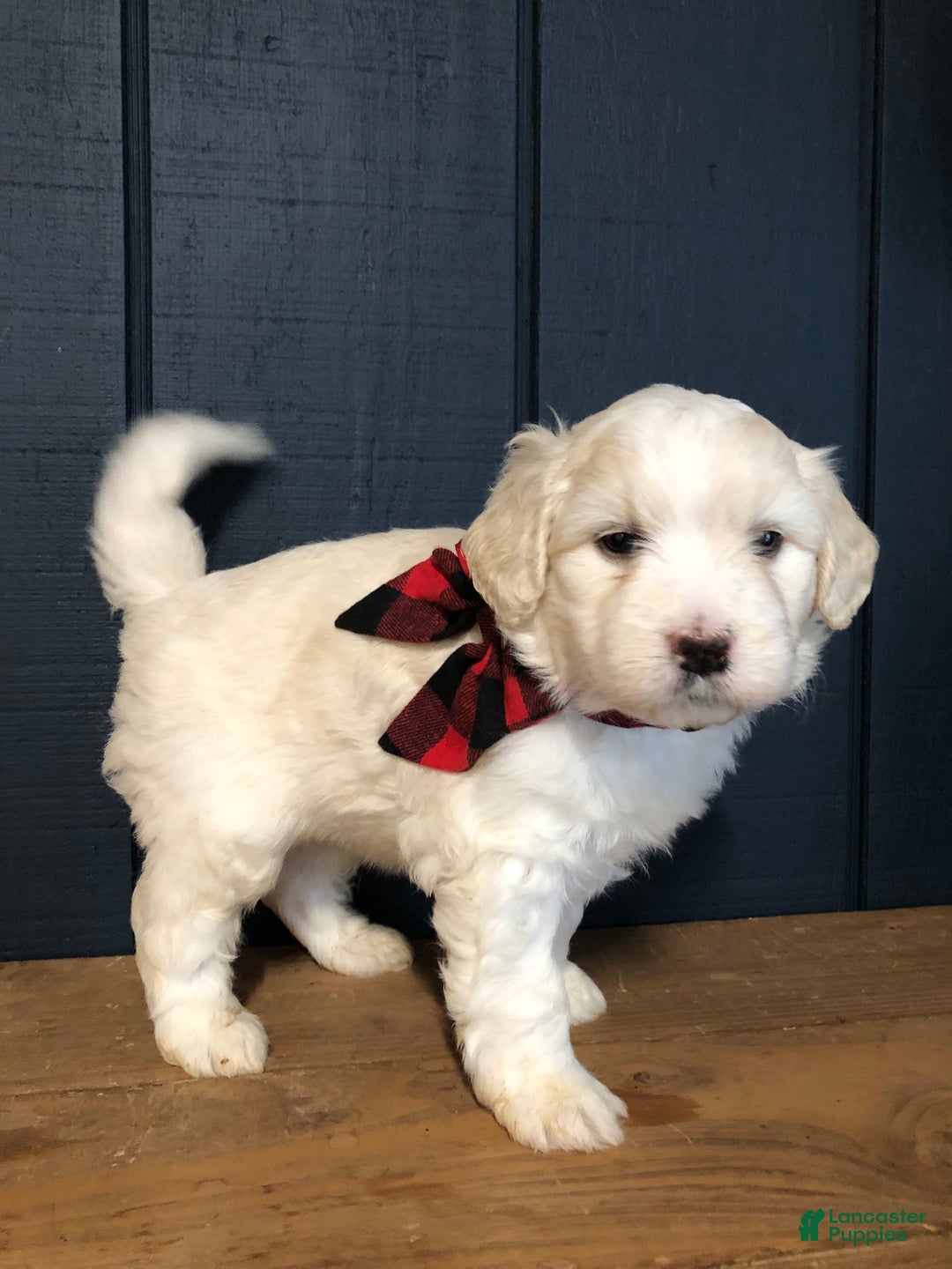 Aussiedoodle dogs for sale: Dasher - Ad 2