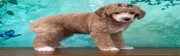 Miniature Poodle dogs for sale: Raya - Ad 3