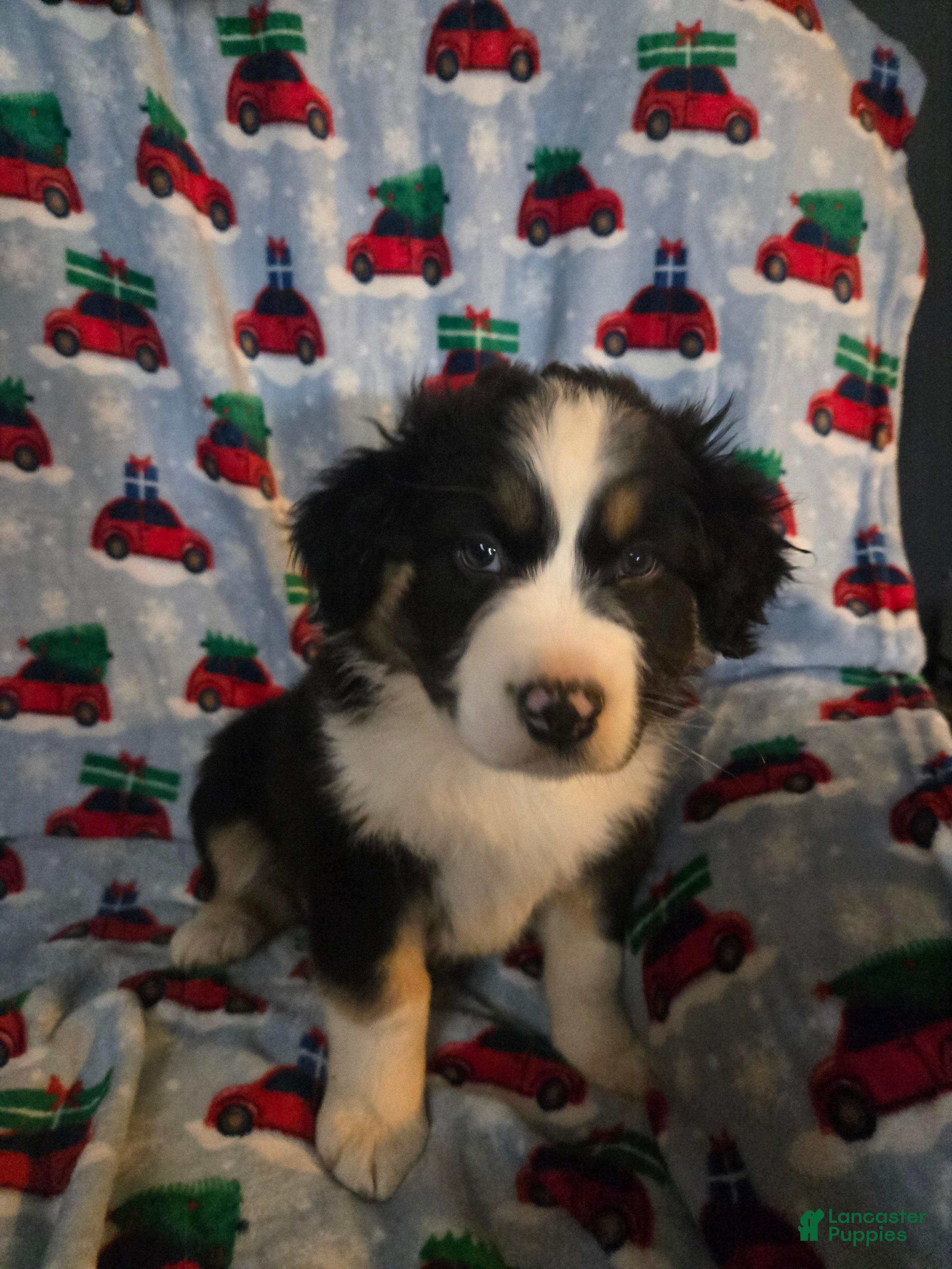 Australian Shepherd dogs Spots AUSSIE male - Ad 39