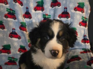 Australian Shepherd dogs Spots AUSSIE male - Ad 39