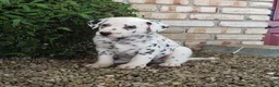Dalmatian dogs for sale: Sparkey - Ad 3