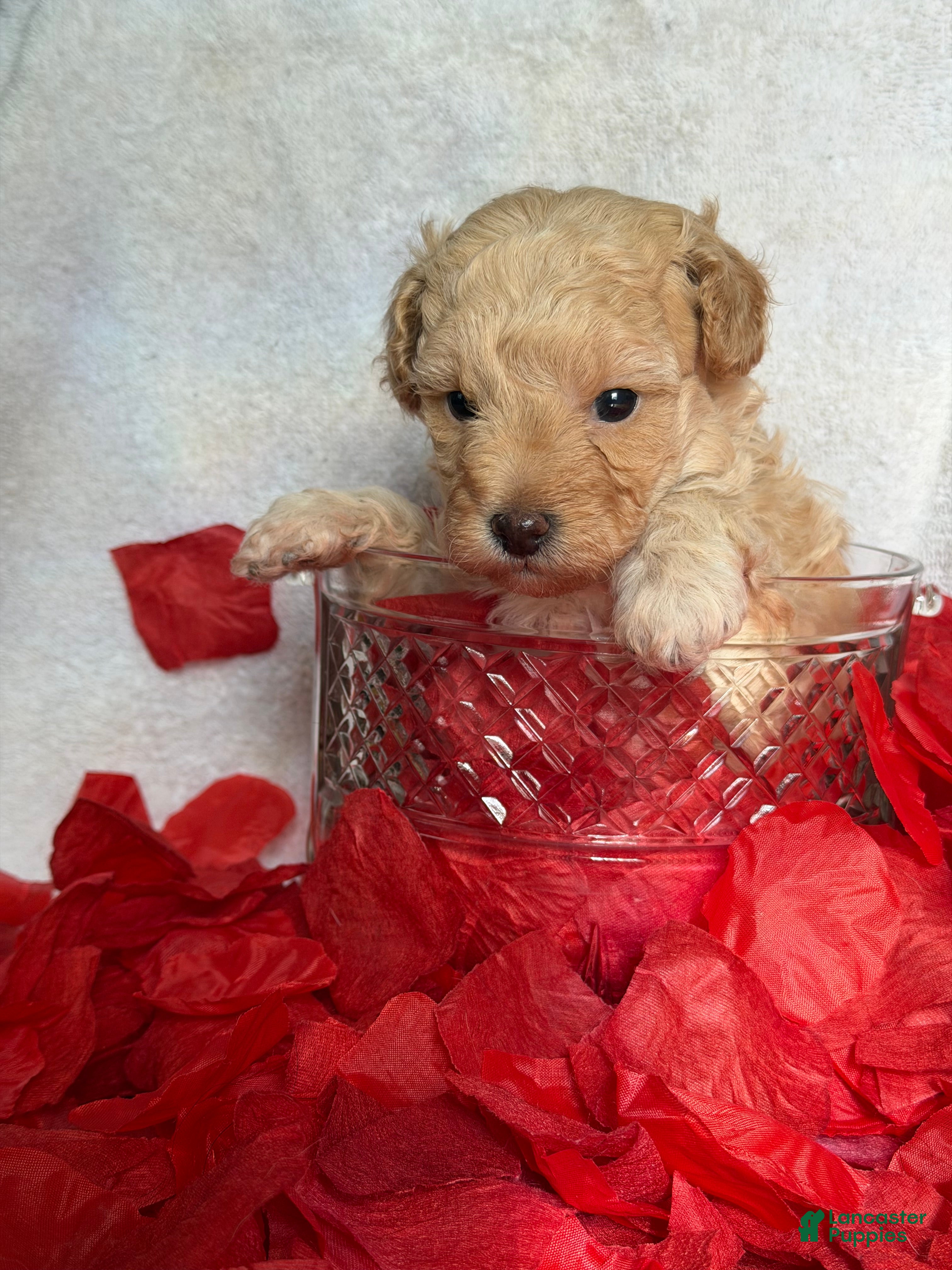 Toy Poodle dogs Luvie - Ad 1