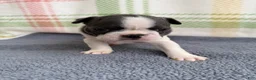 Boston Terrier dogs for sale: Boston Terrier 2 (Leia) - Ad 20
