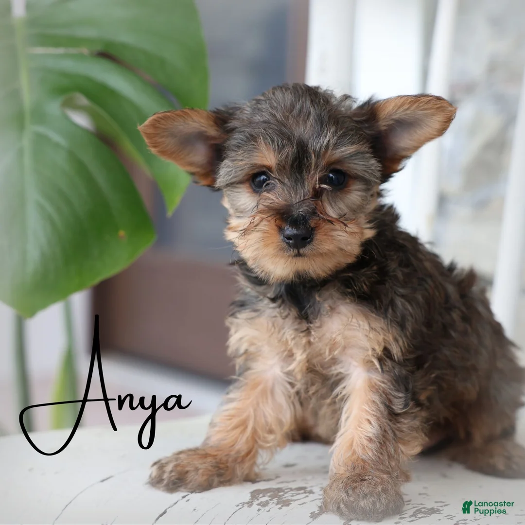 Yorkiepoo dogs for sale: Yorkiepoo Puppy 2 - Ad 1