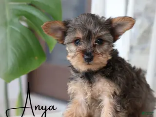 Yorkiepoo dogs Yorkiepoo Puppy 2 - Ad 36