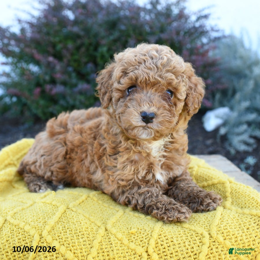 Toy Poodle dogs Ellie - Ad 2