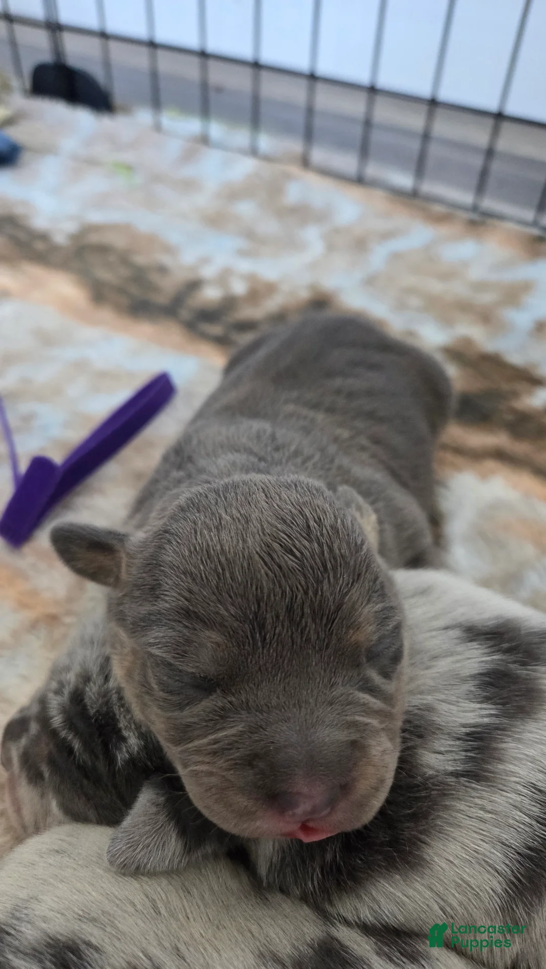 American Bulldog dogs for sale: Blue Brindle Female (Purple) - Ad 2