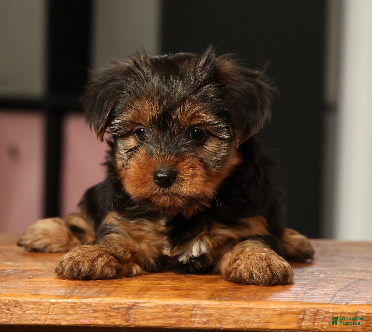Yorkshire Terrier dogs Bella - Ad 1
