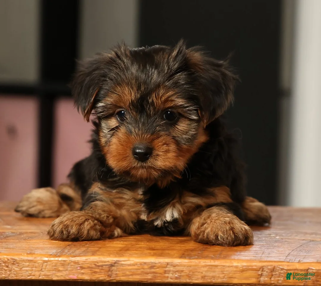Yorkshire Terrier dogs for sale: Bella - Ad 1