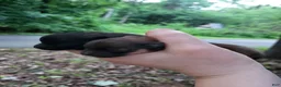 Pomeranian dogs for sale: Harmony - Ad 10