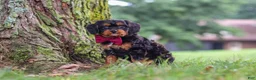 Cavapoo dogs for sale: Kai - Ad 3