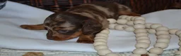 Dachshund dogs for sale: Sugar - Ad 1