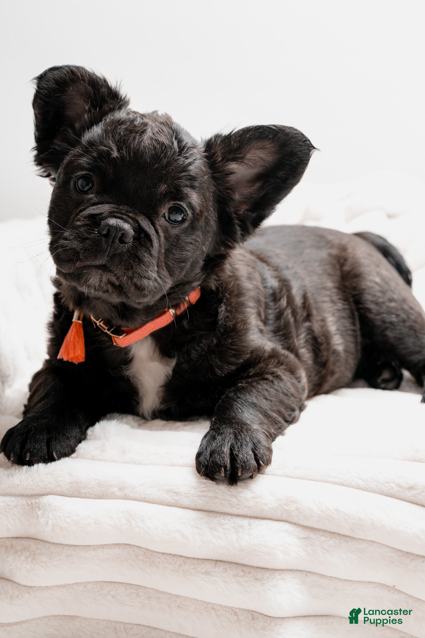 French Bulldog dogs ROSIE - Ad 2
