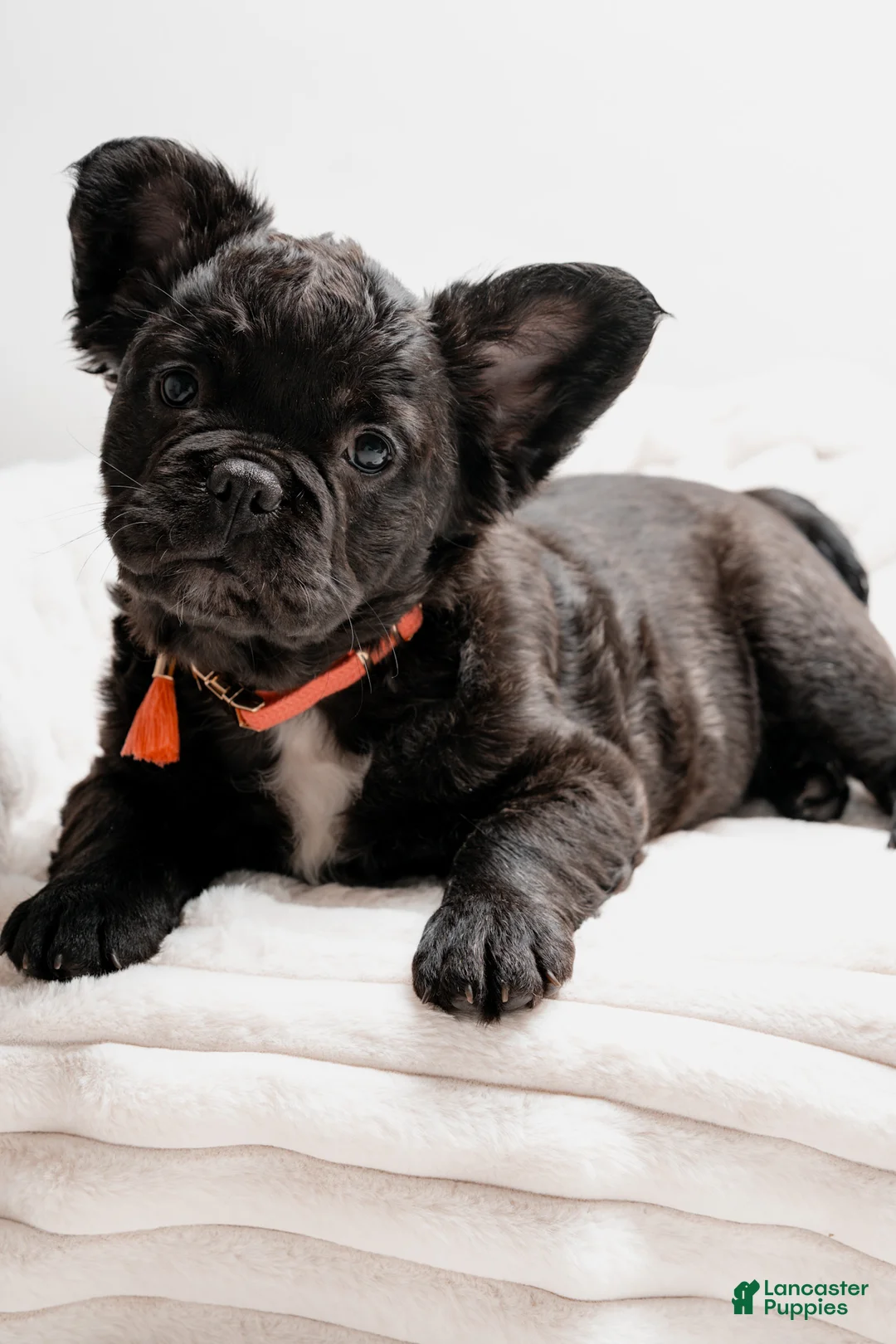 French Bulldog dogs for sale: ROSIE - Ad 2