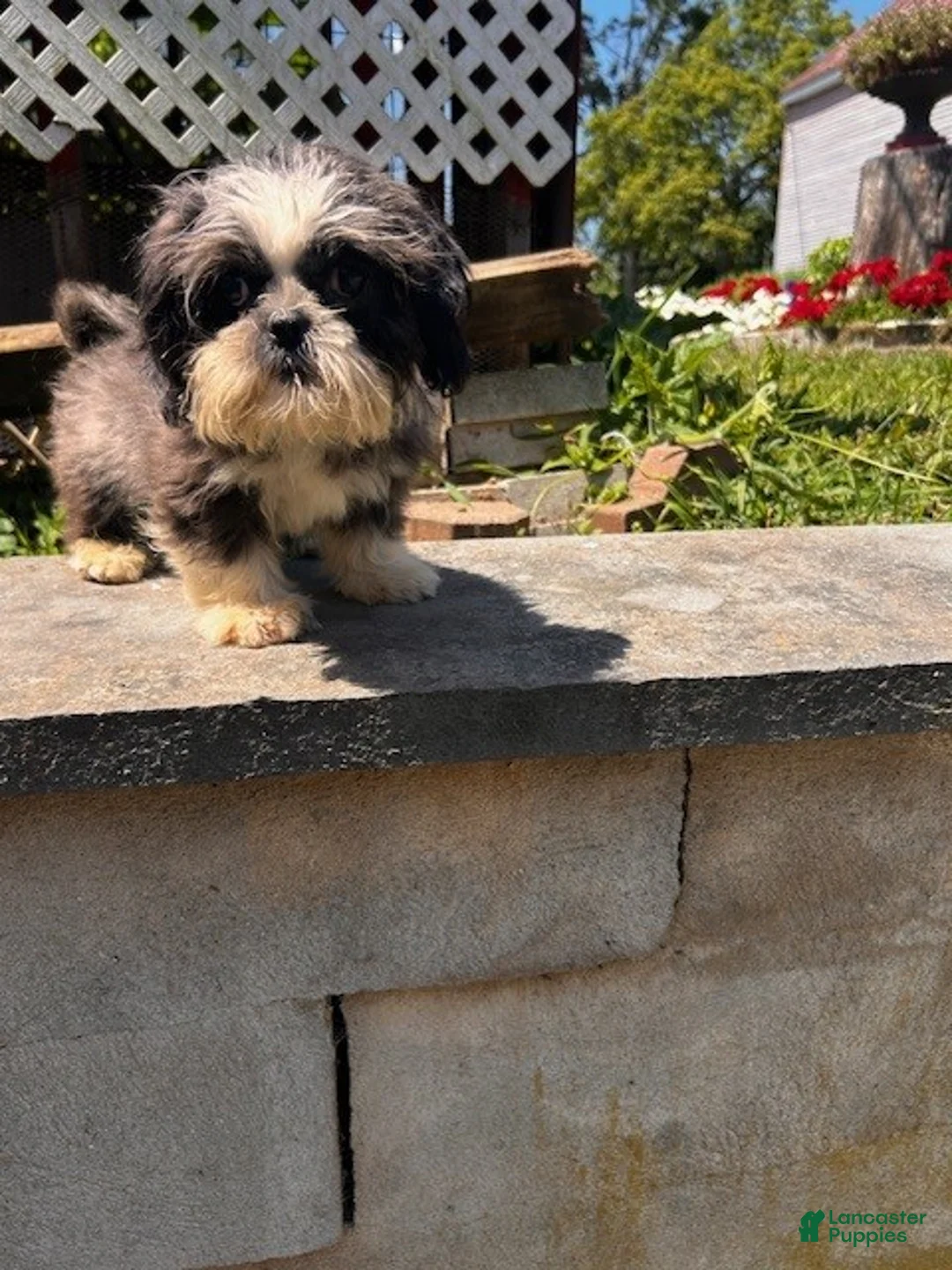 Shih Tzu dogs for sale: Shih Tzu Puppy 1 - Ad 4