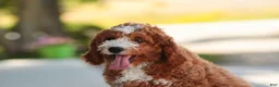 Cavapoo dogs for sale: Blaise Cavapoo  - Ad 3
