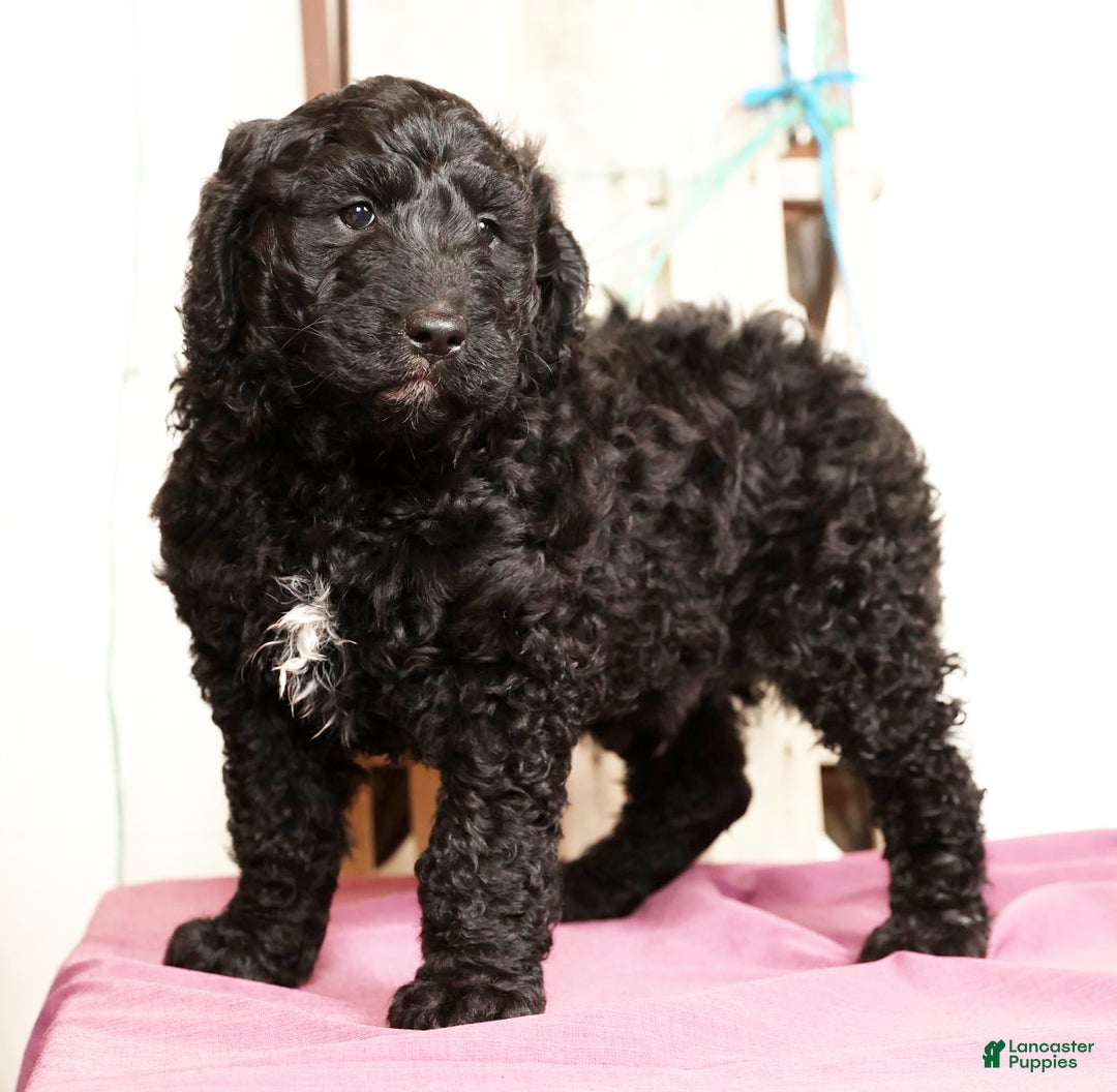 Goldendoodle dogs for sale: Zach - Ad 1