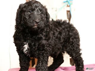 Goldendoodle dogs Zach - Ad 6