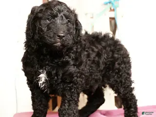 Goldendoodle dogs Zach - Ad 1