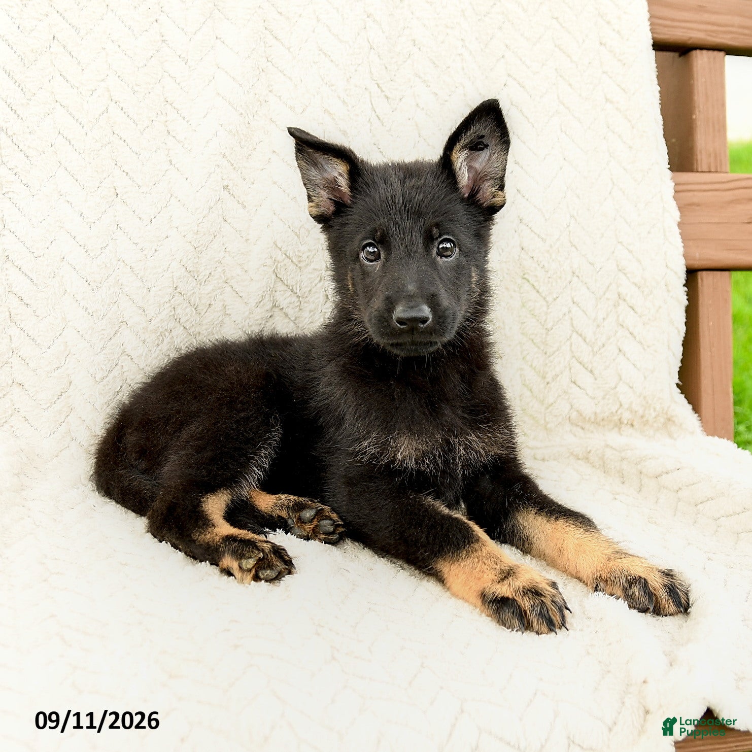 German Shepherd dogs Bridgette - Ad 2