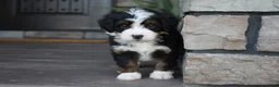 Mini Bernedoodle dogs for sale: Casey - Ad 1