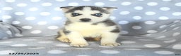 Siberian Husky dogs for sale: Radar - Ad 3