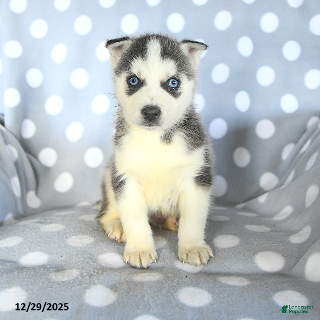 Siberian Husky dogs for sale: Radar - Ad 3