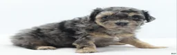 Toy Poodle dogs for sale: Gizmo  - Ad 4