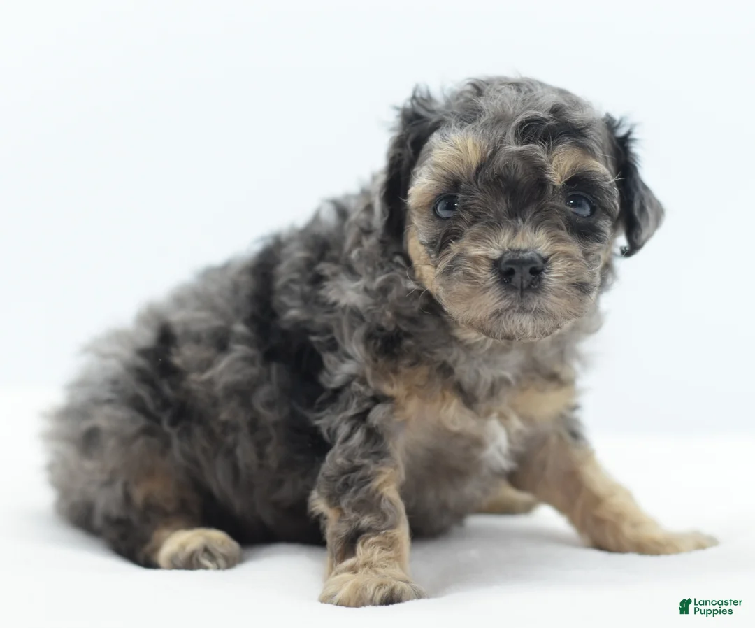 Toy Poodle dogs for sale: Gizmo  - Ad 4