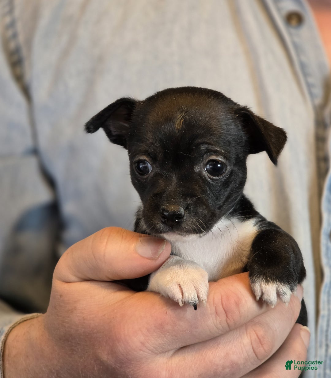 Chihuahua dogs for sale: Black Hawk  - Ad 6