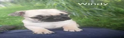 Pug dogs for sale: Pug 2 - Ad 2