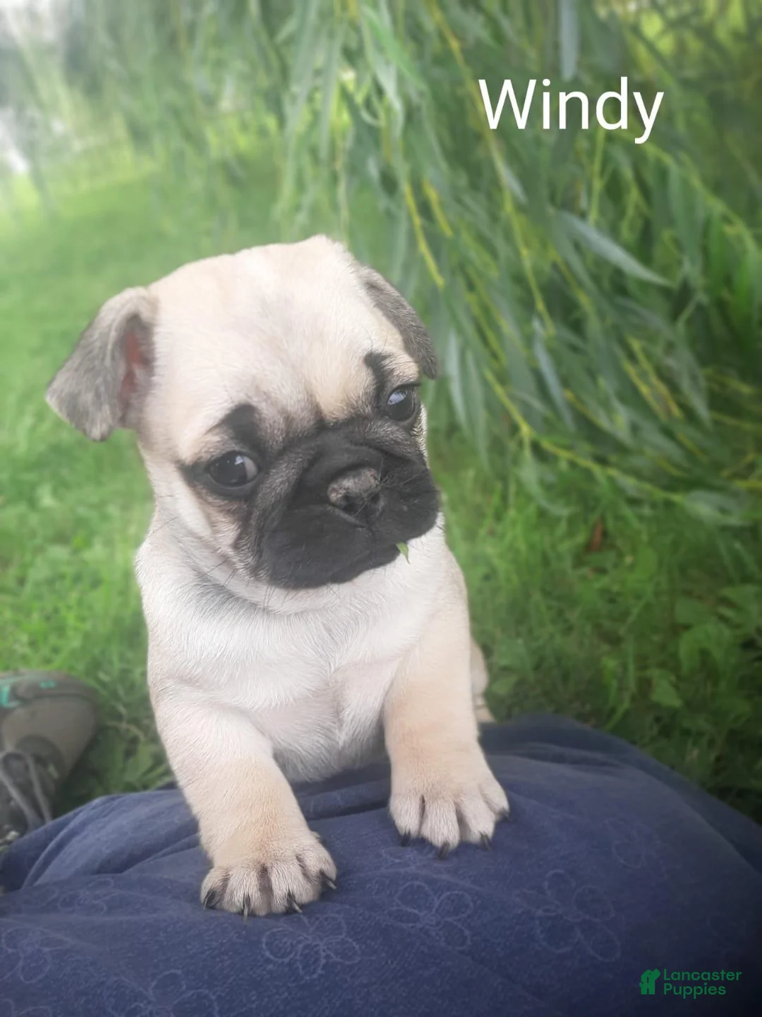Pug dogs for sale: Pug 2 - Ad 2