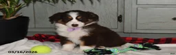 Australian Shepherd dogs for sale: Macy - Ad 4