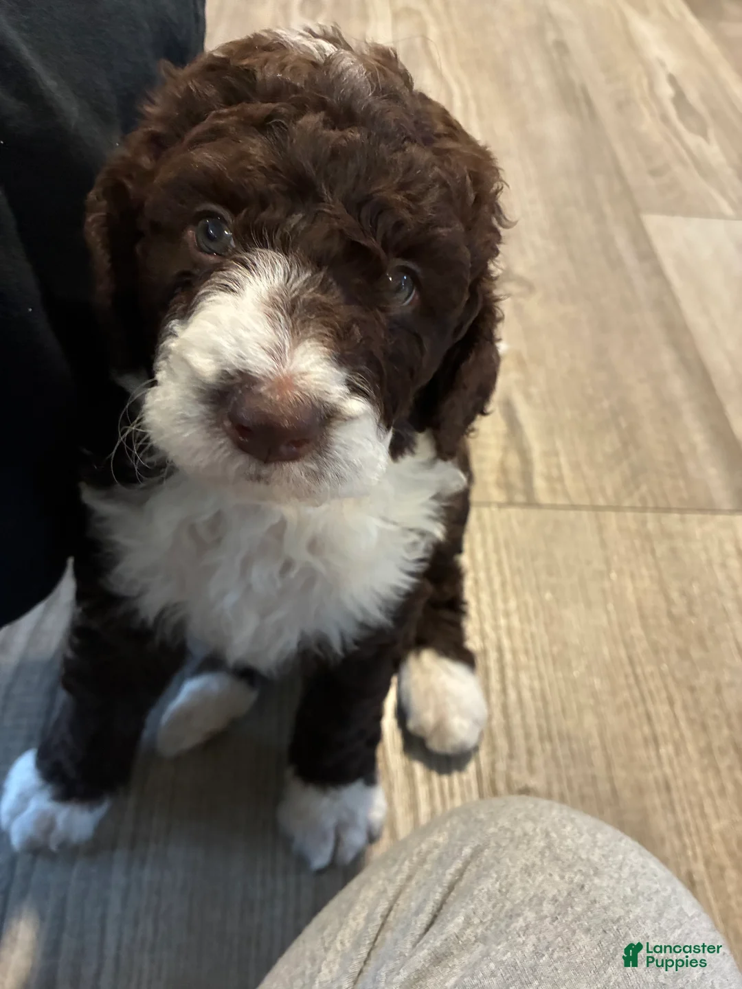 Bernedoodle dogs for sale: Bernedoodle Girl Olivia - Ad 2