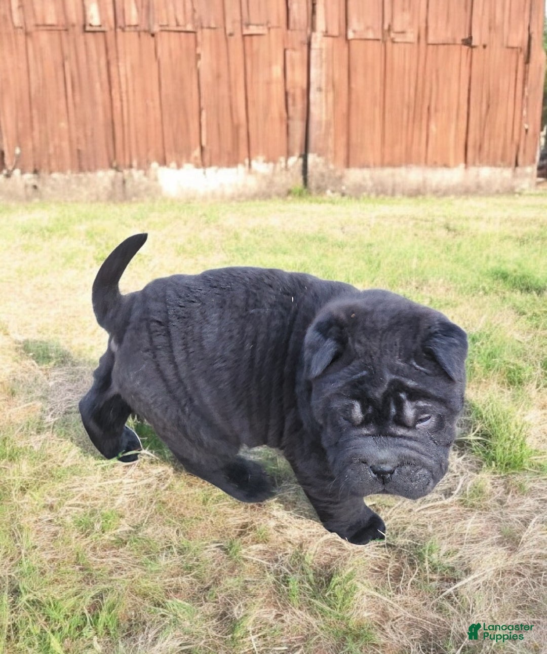 Shar Pei dogs for sale: Raven mini  - Ad 8