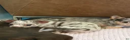 Chihuahua dogs for sale: Molly - Ad 2
