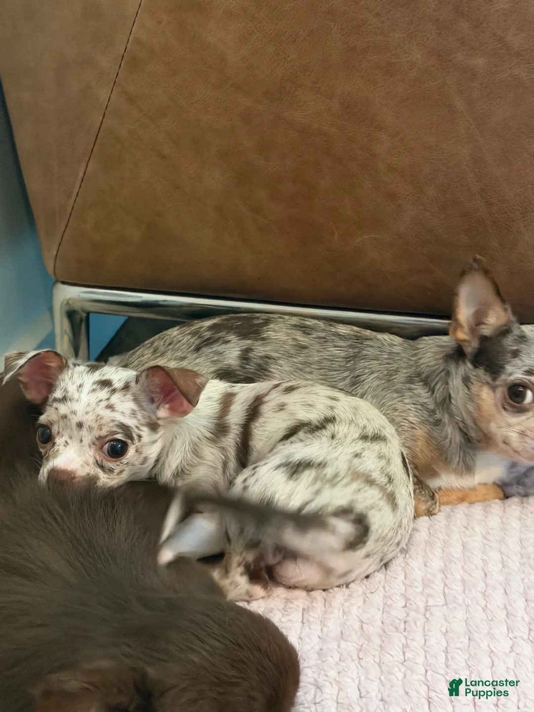 Chihuahua dogs for sale: Molly - Ad 2